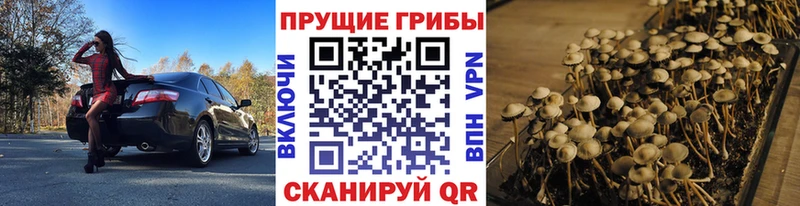 Псилоцибиновые грибы Psilocybine cubensis Богучар